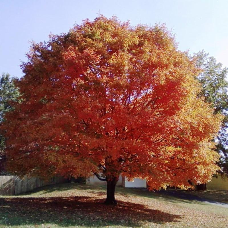 a tree with orange and yellow leaves