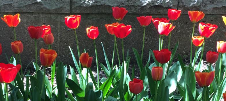 Picture of tulips