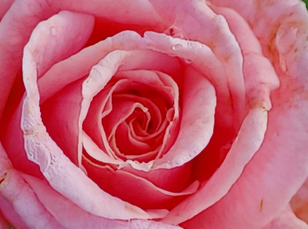 Pink rose opening