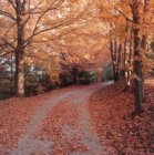 A road littered with Autumns leaves with the branches reaching over the road creating a canopy