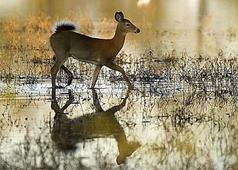 A deer walking through shallow water, with dry plants sticking out of the water.