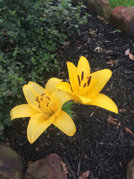 Two yellow Lilly flowers.