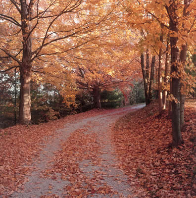 A road with Golden orange leaves covering the ground, the tree tops forming an orange canopy over the road.