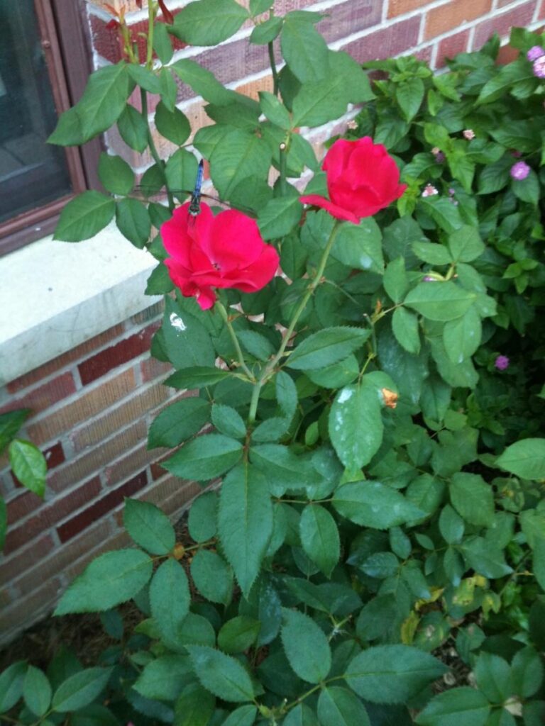 Pink-red roses on a rose bush