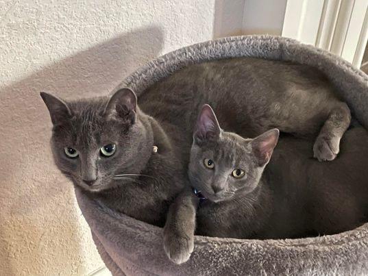 Two grey cats sitting in a cat bed