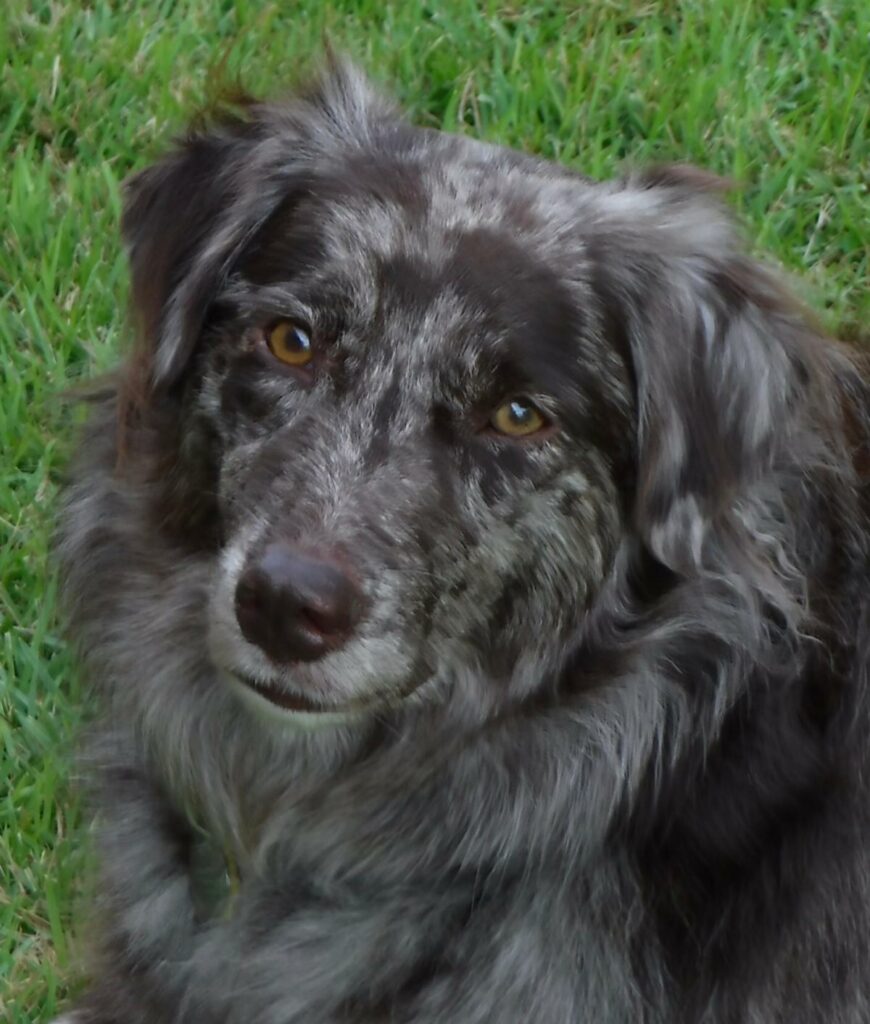 Rosie, A beautiful, big, black and Gray, fluffy dog.